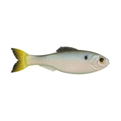 6th Sense Panorama Baitfish