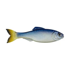 6th Sense Panorama Baitfish
